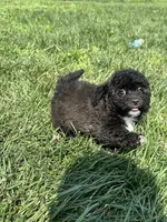 Bamby, a female Bichpoo for sale in Canton, SD – 6 of 8