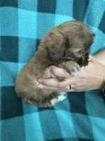 Usher, a male Shihpoo for sale in Canton, SD – 2 of 5