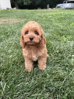 Alana, a female Cockapoo for sale in Canton, SD – 6 of 7
