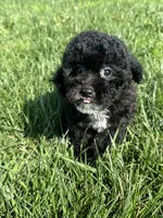 Birdie, a female Bichpoo for sale in Canton, SD – 3 of 9