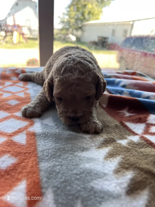 Koda – Cockapoo puppy for sale in Canton, SD