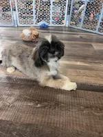 Cinnamon, a male Shih Tzu for sale in Canton, SD – Photo 6 of 10