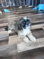 Cinnamon, a male Shih Tzu for sale in Canton, SD – Photo 9 of 10