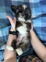 Cinnamon, a male Shih Tzu for sale in Canton, SD – Photo 6 of 6