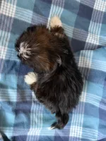 Cinnamon, a male Shih Tzu for sale in Canton, SD – Photo 3 of 6