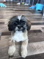 Cinnamon, a male Shih Tzu for sale in Canton, SD – Photo 3 of 10