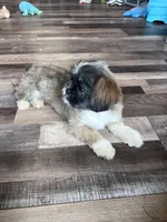 Cinnamon, a male Shih Tzu for sale in Canton, SD – Photo 7 of 10