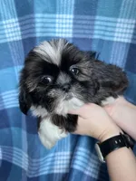 Cinnamon, a male Shih Tzu for sale in Canton, SD – Photo 5 of 6
