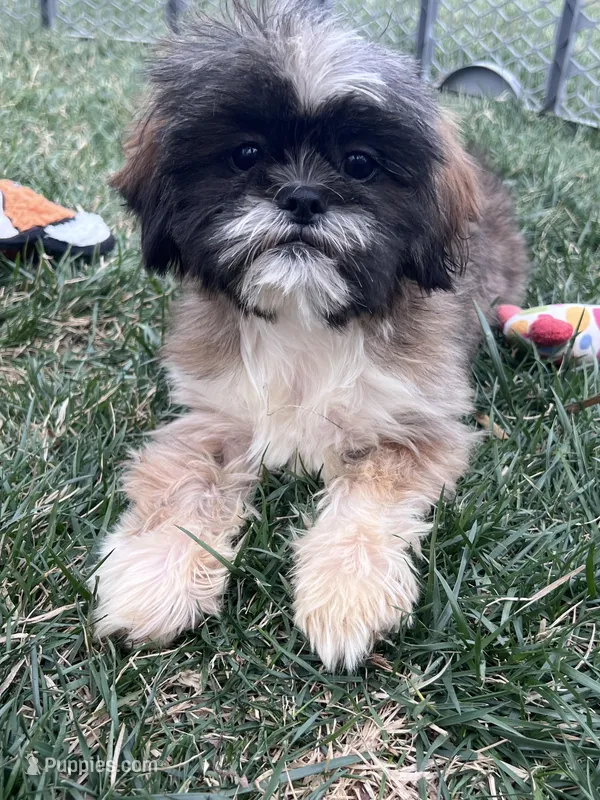 Cinnamon – Shih Tzu puppy for sale in Canton, SD