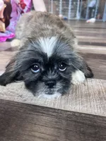 Cinnamon, a male Shih Tzu for sale in Canton, SD – Photo 4 of 10