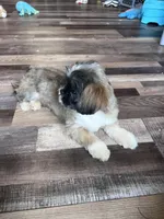 Cinnamon, a male Shih Tzu for sale in Canton, SD – Photo 2 of 10