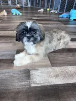 Cinnamon, a male Shih Tzu for sale in Canton, SD – Photo 1 of 10