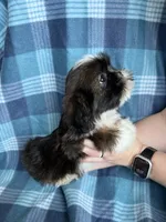 Cinnamon, a male Shih Tzu for sale in Canton, SD – Photo 2 of 6