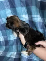 Cinnamon, a male Shih Tzu for sale in Canton, SD – Photo 4 of 6