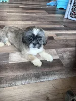 Cinnamon, a male Shih Tzu for sale in Canton, SD – Photo 8 of 10