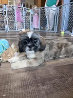 Cinnamon, a male Shih Tzu for sale in Canton, SD – Photo 5 of 10
