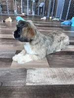 Cinnamon, a male Shih Tzu for sale in Canton, SD – Photo 10 of 10