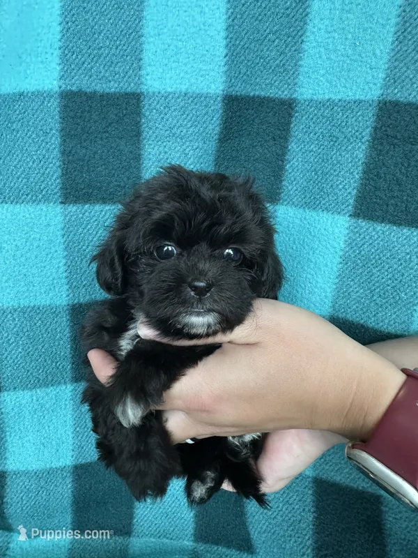 Unity – Shihpoo puppy for sale in Canton, SD