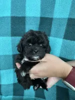 Unity, a female Shihpoo for sale in Canton, SD – 1 of 4