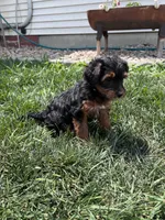 Trixie, a female Yorkipoo for sale in Canton, SD – 5 of 7