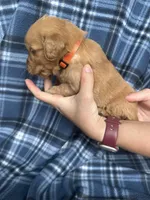 Victor, a male Golden Retriever for sale in Canton, SD – 4 of 4