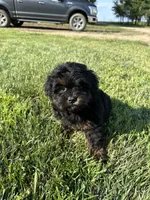 Colt, a male Shihpoo for sale in Canton, SD – 7 of 10