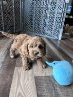 Levi, a male Cockapoo for sale in Canton, SD – Photo 7 of 9