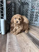 Levi, a male Cockapoo for sale in Canton, SD – Photo 8 of 9