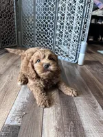 Levi, a male Cockapoo for sale in Canton, SD – Photo 4 of 9