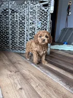 Levi, a male Cockapoo for sale in Canton, SD – Photo 6 of 9