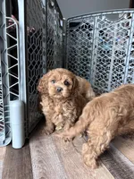 Levi, a male Cockapoo for sale in Canton, SD – Photo 5 of 9