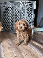 Levi, a male Cockapoo for sale in Canton, SD – Photo 1 of 9