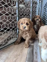 Levi, a male Cockapoo for sale in Canton, SD – Photo 2 of 9