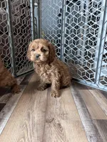 Levi, a male Cockapoo for sale in Canton, SD – Photo 3 of 9