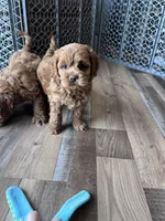 Levi, a male Cockapoo for sale in Canton, SD – Photo 9 of 9