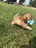 Usher, a male Shihpoo for sale in Canton, SD – 7 of 9