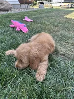 DJ, a male Cockapoo for sale in Canton, SD – 3 of 7