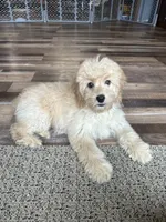 Dani, a female Cockapoo for sale in Canton, SD – 8 of 8