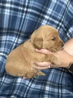 Viggo, a male Golden Retriever for sale in Canton, SD – 3 of 4