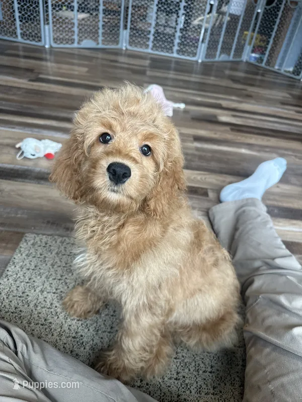 DJ – Cockapoo puppy for sale in Canton, SD