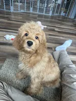 DJ, a male Cockapoo for sale in Canton, SD – 1 of 6