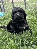 Queen, a female Cockapoo for sale in Canton, SD – 6 of 8