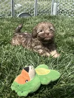 Roberto, a male Shihpoo for sale in Canton, SD – 5 of 8