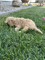 Demi, a female Cockapoo for sale in Canton, SD – 5 of 8
