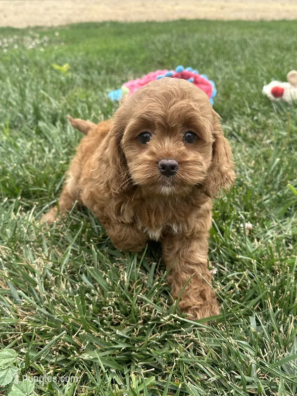 Aspen – Cockapoo puppy for sale in Canton, SD