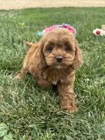 Aspen, a female Cockapoo for sale in Canton, SD – 1 of 7