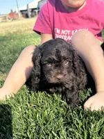 Otis, a male Cockapoo for sale in Canton, SD – 7 of 10