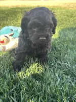 Otis, a male Cockapoo for sale in Canton, SD – 2 of 10