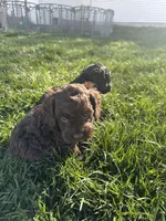 Otis, a male Cockapoo for sale in Canton, SD – 8 of 10