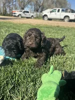 Otis, a male Cockapoo for sale in Canton, SD – 3 of 10